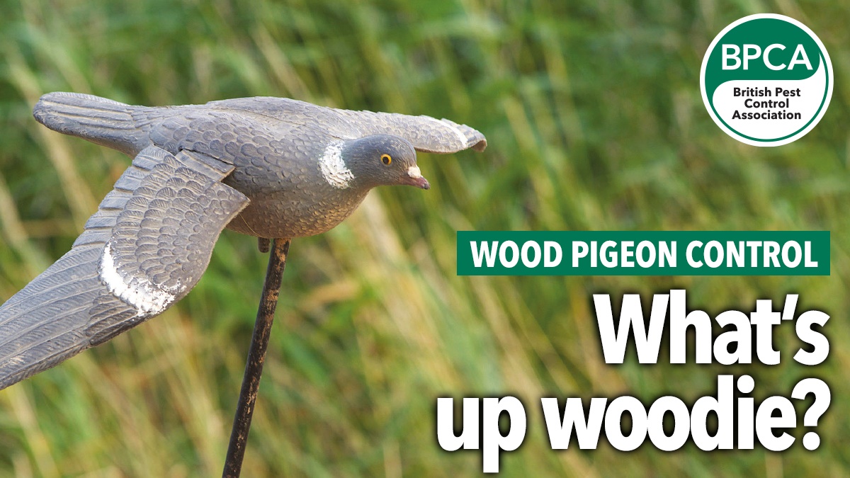 wood pigeon hero2 wood pigeon hero2